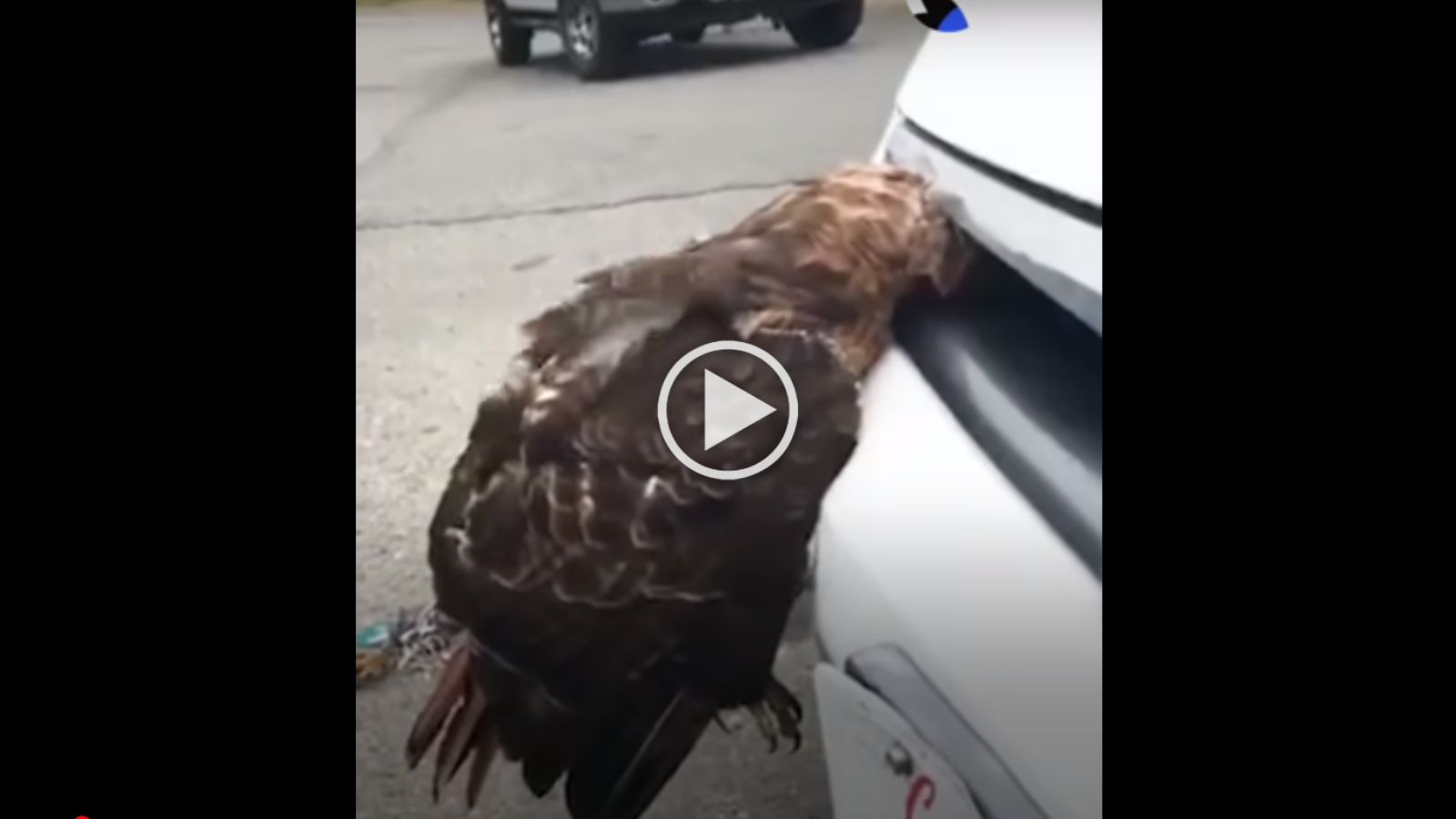 Άμοιρο γεράκι καρφώνεται σε μάσκα αυτοκινήτου [video]